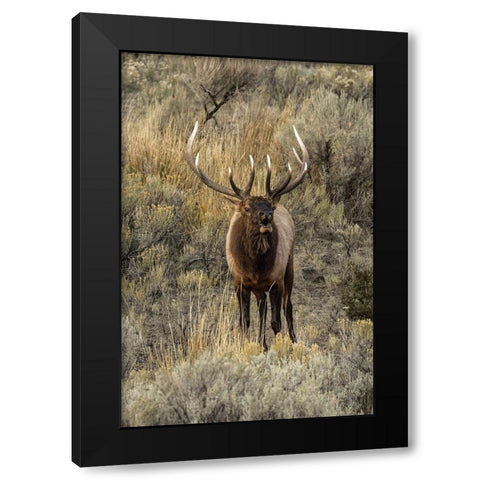 Bull elk bugling or wapiti-Yellowstone National Park-Wyoming Black Modern Wood Framed Art Print with Double Matting by Jones, Adam