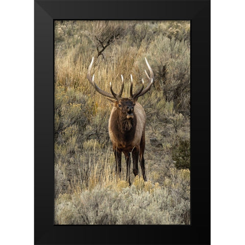 Bull elk bugling or wapiti-Yellowstone National Park-Wyoming Black Modern Wood Framed Art Print by Jones, Adam