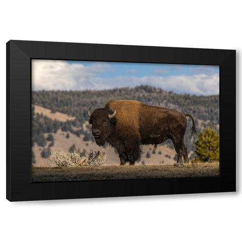 American Bison Yellowstone National Park-Wyoming Black Modern Wood Framed Art Print with Double Matting by Jones, Adam