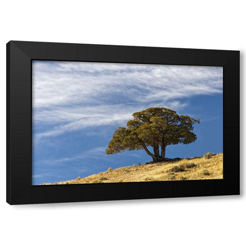 Single cedar tree on ridge top-Yellowstone National Park-Wyoming Black Modern Wood Framed Art Print with Double Matting by Jones, Adam