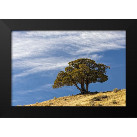 Single cedar tree on ridge top-Yellowstone National Park-Wyoming Black Modern Wood Framed Art Print by Jones, Adam