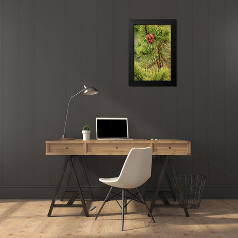 Lodgepole pine and pinecone-Yellowstone National Park-Wyoming Black Modern Wood Framed Art Print by Jones, Adam