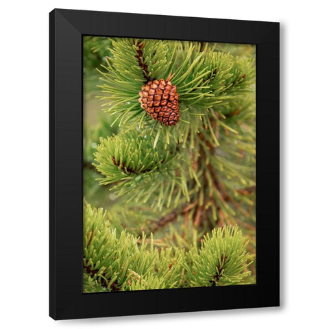Lodgepole pine and pinecone-Yellowstone National Park-Wyoming Black Modern Wood Framed Art Print with Double Matting by Jones, Adam