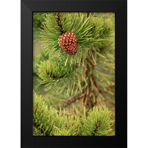 Lodgepole pine and pinecone-Yellowstone National Park-Wyoming Black Modern Wood Framed Art Print by Jones, Adam
