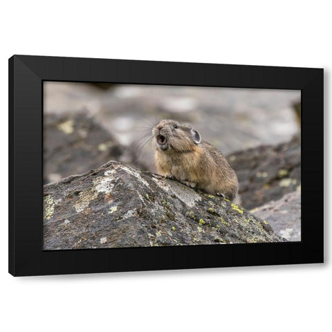 Pika-Ochotona princeps-Yellowstone National Park-Wyoming Black Modern Wood Framed Art Print with Double Matting by Jones, Adam