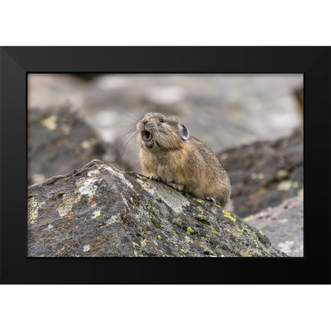 Pika-Ochotona princeps-Yellowstone National Park-Wyoming Black Modern Wood Framed Art Print by Jones, Adam