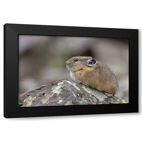 Pika-Ochotona princeps-Yellowstone National Park-Wyoming Black Modern Wood Framed Art Print with Double Matting by Jones, Adam