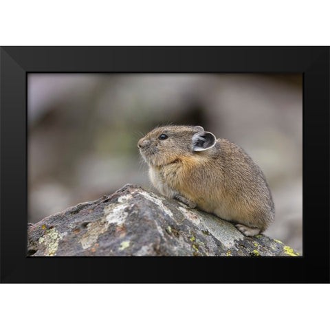 Pika-Ochotona princeps-Yellowstone National Park-Wyoming Black Modern Wood Framed Art Print by Jones, Adam