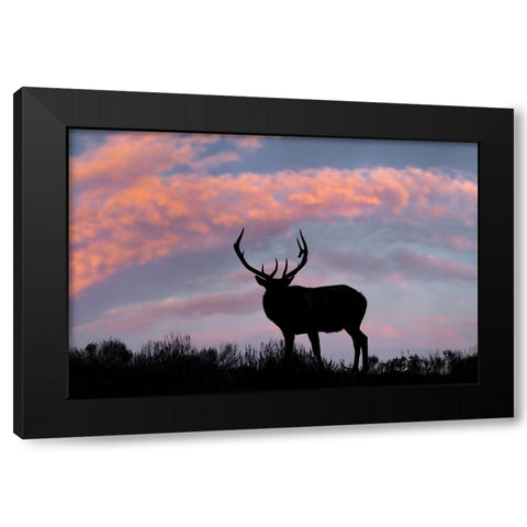 Bull elk or wapiti silhouetted on ridge top-Yellowstone National Park-Wyoming Black Modern Wood Framed Art Print with Double Matting by Jones, Adam
