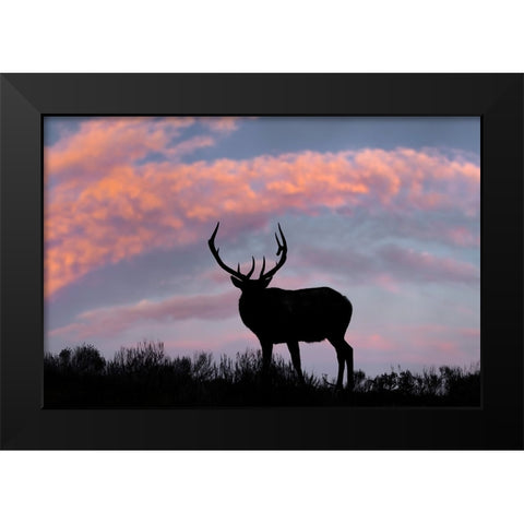 Bull elk or wapiti silhouetted on ridge top-Yellowstone National Park-Wyoming Black Modern Wood Framed Art Print by Jones, Adam