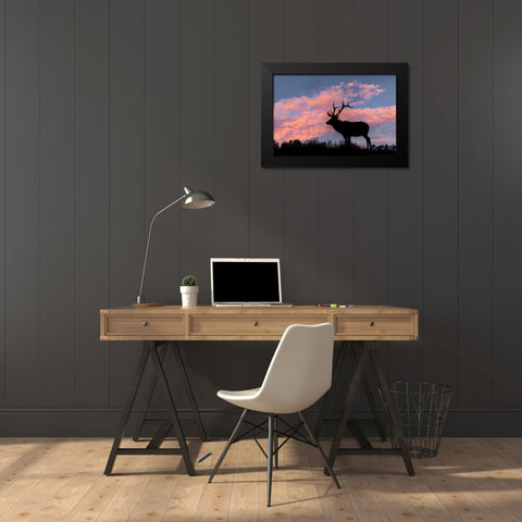 Bull elk or wapiti silhouetted on ridge top-Yellowstone National Park-Wyoming Black Modern Wood Framed Art Print by Jones, Adam