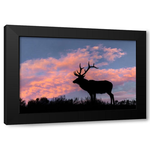 Bull elk or wapiti silhouetted on ridge top-Yellowstone National Park-Wyoming Black Modern Wood Framed Art Print with Double Matting by Jones, Adam