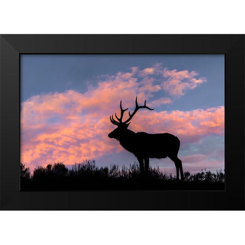 Bull elk or wapiti silhouetted on ridge top-Yellowstone National Park-Wyoming Black Modern Wood Framed Art Print by Jones, Adam