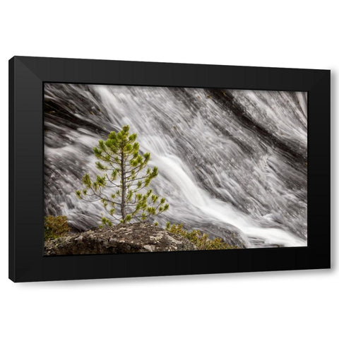 Small pine tree and Gibbon Falls-Yellowstone National Park-Wyoming Black Modern Wood Framed Art Print by Jones, Adam