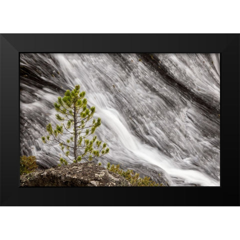 Small pine tree and Gibbon Falls-Yellowstone National Park-Wyoming Black Modern Wood Framed Art Print by Jones, Adam