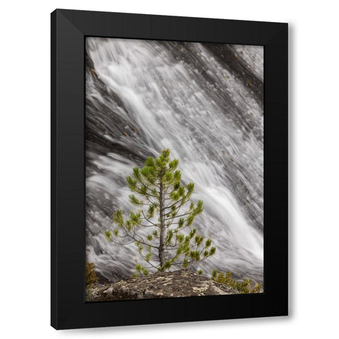 Small pine tree and Gibbon Falls-Yellowstone National Park-Wyoming Black Modern Wood Framed Art Print with Double Matting by Jones, Adam