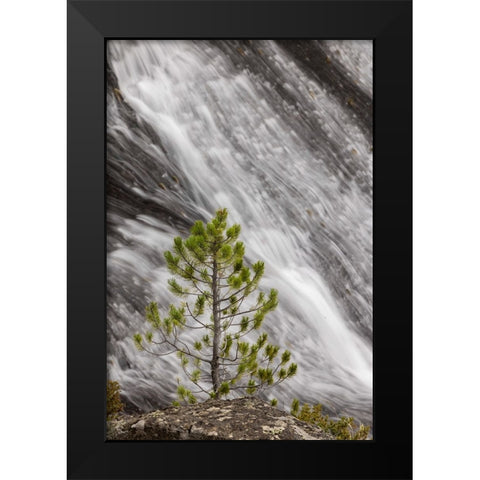 Small pine tree and Gibbon Falls-Yellowstone National Park-Wyoming Black Modern Wood Framed Art Print by Jones, Adam