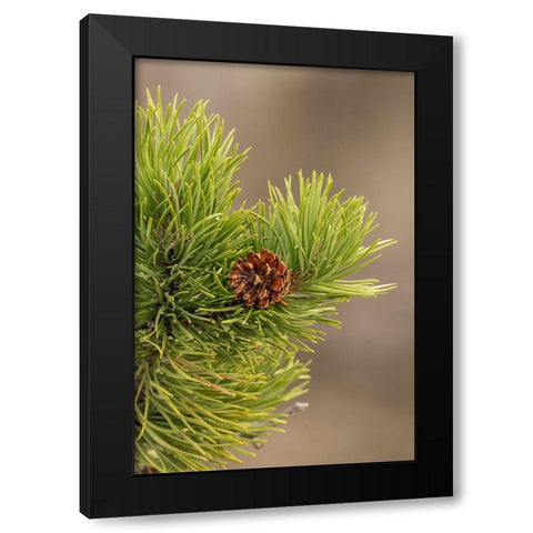Lodgepole pine and pinecone-Yellowstone National Park-Wyoming Black Modern Wood Framed Art Print by Jones, Adam