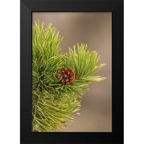 Lodgepole pine and pinecone-Yellowstone National Park-Wyoming Black Modern Wood Framed Art Print by Jones, Adam