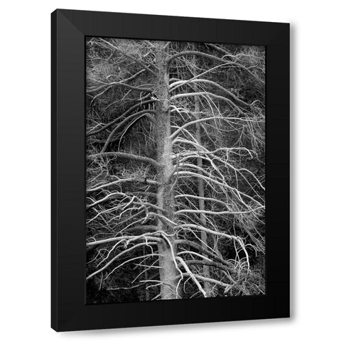 Silicified (calcified) tree-Upper Geyser Basin-Yellowstone National Park-Wyoming Black Modern Wood Framed Art Print with Double Matting by Jones, Adam