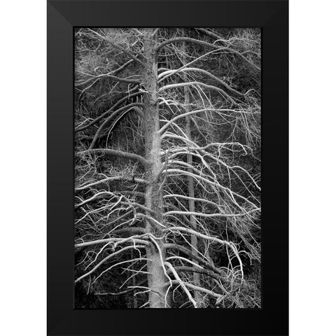 Silicified (calcified) tree-Upper Geyser Basin-Yellowstone National Park-Wyoming Black Modern Wood Framed Art Print by Jones, Adam