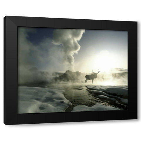 WY, Yellowstone, Castle Geyser Silhouette of elk Black Modern Wood Framed Art Print with Double Matting by Zuckerman, Jim