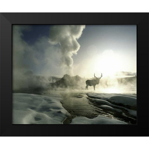 WY, Yellowstone, Castle Geyser Silhouette of elk Black Modern Wood Framed Art Print by Zuckerman, Jim
