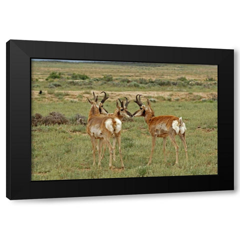 Wyoming, Carbon County Pronghorn bucks greeting Black Modern Wood Framed Art Print with Double Matting by Illg, Cathy and Gordon