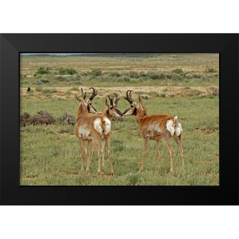 Wyoming, Carbon County Pronghorn bucks greeting Black Modern Wood Framed Art Print by Illg, Cathy and Gordon
