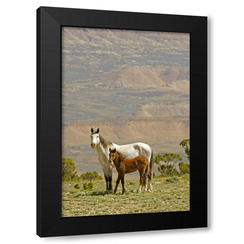 Wyoming, Carbon County Wild horse mare and colt Black Modern Wood Framed Art Print by Illg, Cathy and Gordon