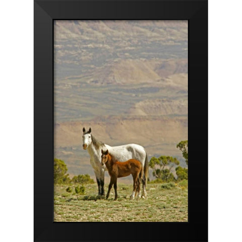 Wyoming, Carbon County Wild horse mare and colt Black Modern Wood Framed Art Print by Illg, Cathy and Gordon