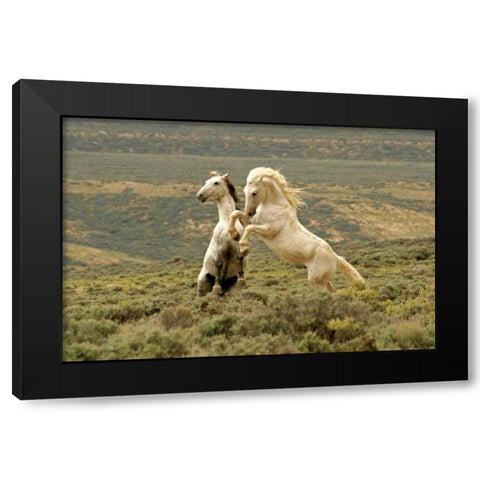 WY, Carbon Co, Wild stallions fighting Black Modern Wood Framed Art Print by Illg, Cathy and Gordon