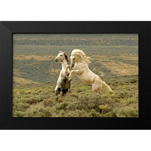 WY, Carbon Co, Wild stallions fighting Black Modern Wood Framed Art Print by Illg, Cathy and Gordon