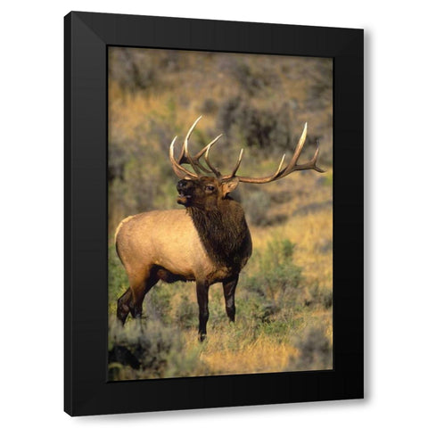 WY, Yellowstone Elk bugling during mating season Black Modern Wood Framed Art Print with Double Matting by Welling, Dave