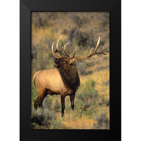 WY, Yellowstone Elk bugling during mating season Black Modern Wood Framed Art Print by Welling, Dave