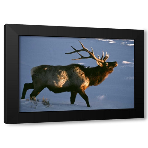 Wyoming, Yellowstone NP Bugling elk in winter Black Modern Wood Framed Art Print with Double Matting by Kaveney, Wendy