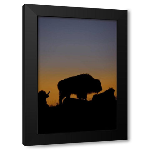 WY, Yellowstone Bson silhouetted at sunset Black Modern Wood Framed Art Print with Double Matting by Grall, Don