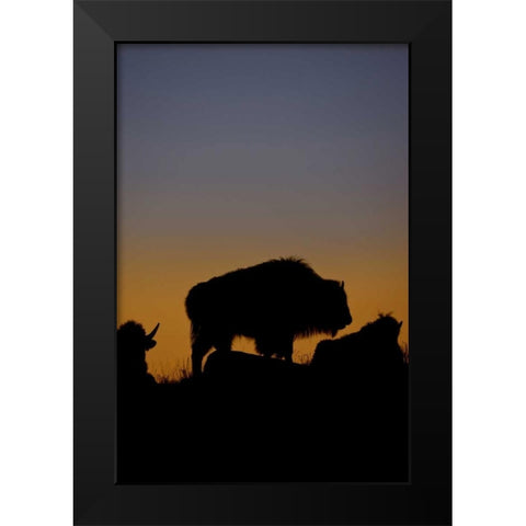 WY, Yellowstone Bson silhouetted at sunset Black Modern Wood Framed Art Print by Grall, Don
