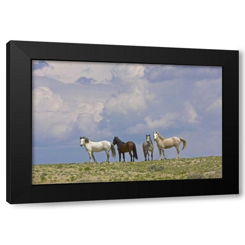 WY, Carbon Co, Wild horses and building clouds Black Modern Wood Framed Art Print with Double Matting by Illg, Cathy and Gordon