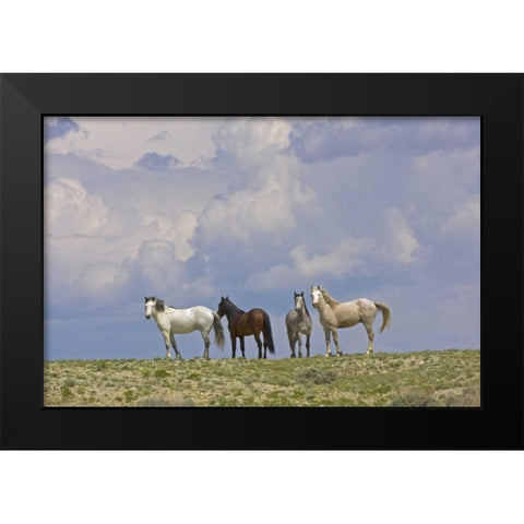 WY, Carbon Co, Wild horses and building clouds Black Modern Wood Framed Art Print by Illg, Cathy and Gordon