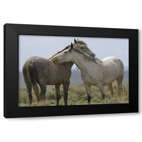 Wyoming, Carbon Wild horses grooming each other Black Modern Wood Framed Art Print by Illg, Cathy and Gordon