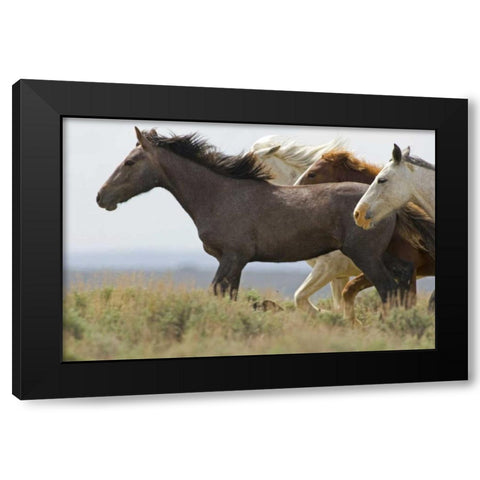 USA, Wyoming, Carbon County Wild horses running Black Modern Wood Framed Art Print by Illg, Cathy and Gordon