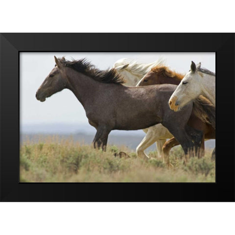 USA, Wyoming, Carbon County Wild horses running Black Modern Wood Framed Art Print by Illg, Cathy and Gordon