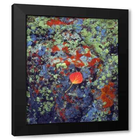 USA, Wyoming, Aspen leaf on a lichen covered rock Black Modern Wood Framed Art Print with Double Matting by Talbot Frank, Christopher