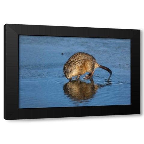 Wyoming, Jackson Hole Muskrat reflects in water Black Modern Wood Framed Art Print by Illg, Cathy and Gordon