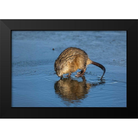 Wyoming, Jackson Hole Muskrat reflects in water Black Modern Wood Framed Art Print by Illg, Cathy and Gordon