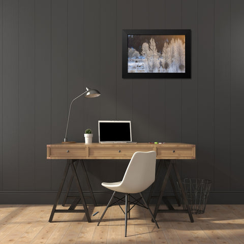 Wyoming, Grand Teton NP Frosted trees and elk Black Modern Wood Framed Art Print by Illg, Cathy and Gordon