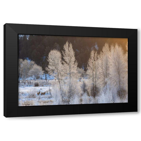 Wyoming, Grand Teton NP Frosted trees and elk Black Modern Wood Framed Art Print with Double Matting by Illg, Cathy and Gordon