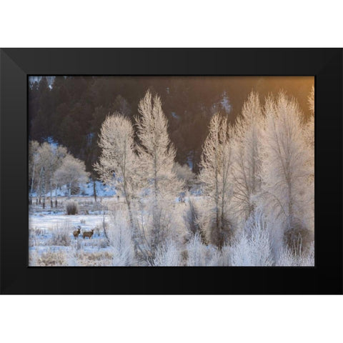 Wyoming, Grand Teton NP Frosted trees and elk Black Modern Wood Framed Art Print by Illg, Cathy and Gordon