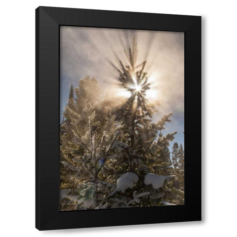WY, Yellowstone Sunburst through tree in winter Black Modern Wood Framed Art Print with Double Matting by Illg, Cathy and Gordon